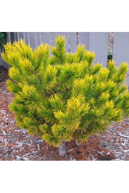 Сосна горная Винтер Голд на штамбе